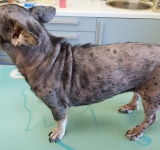 La dermatofitosi (micosi) del cane e del gatto